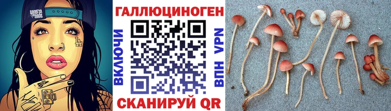 Галлюциногенные грибы Psilocybe  наркота  Невельск 